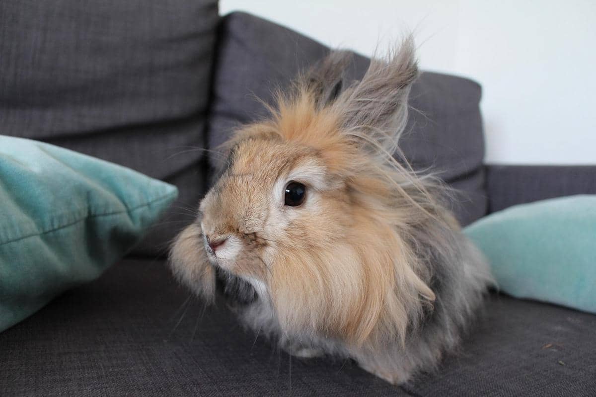 Kelinci angora