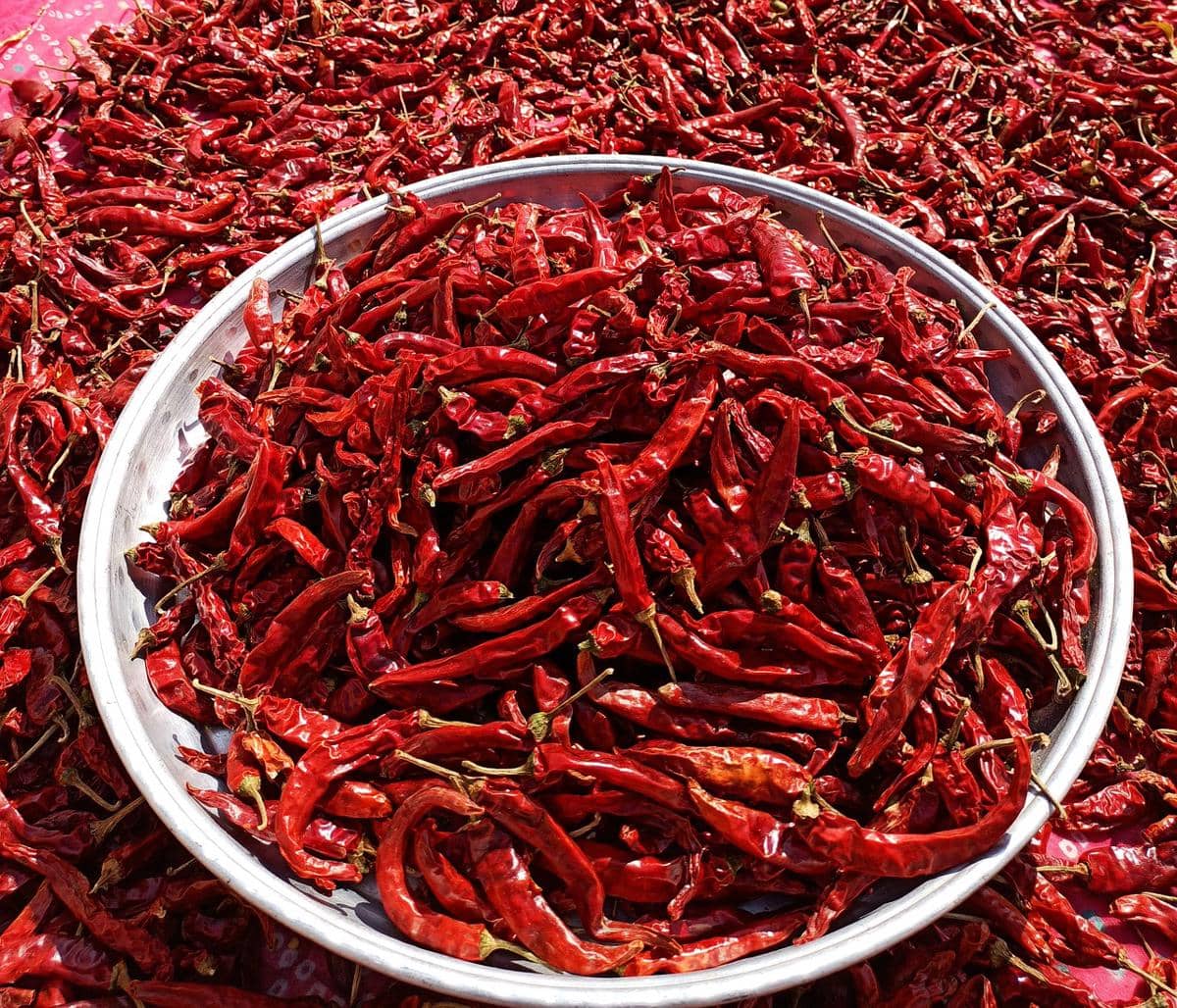 ilustrasi cabai kering 