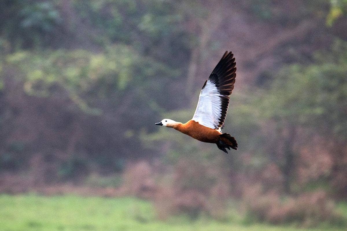 potret ruddy shelduck 