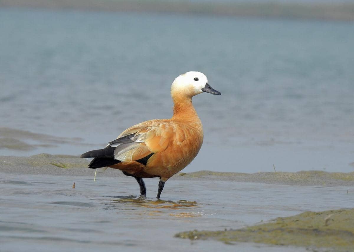 potret ruddy shelduck