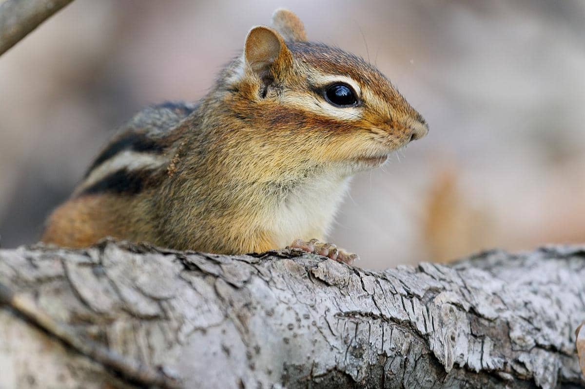 chipmunk