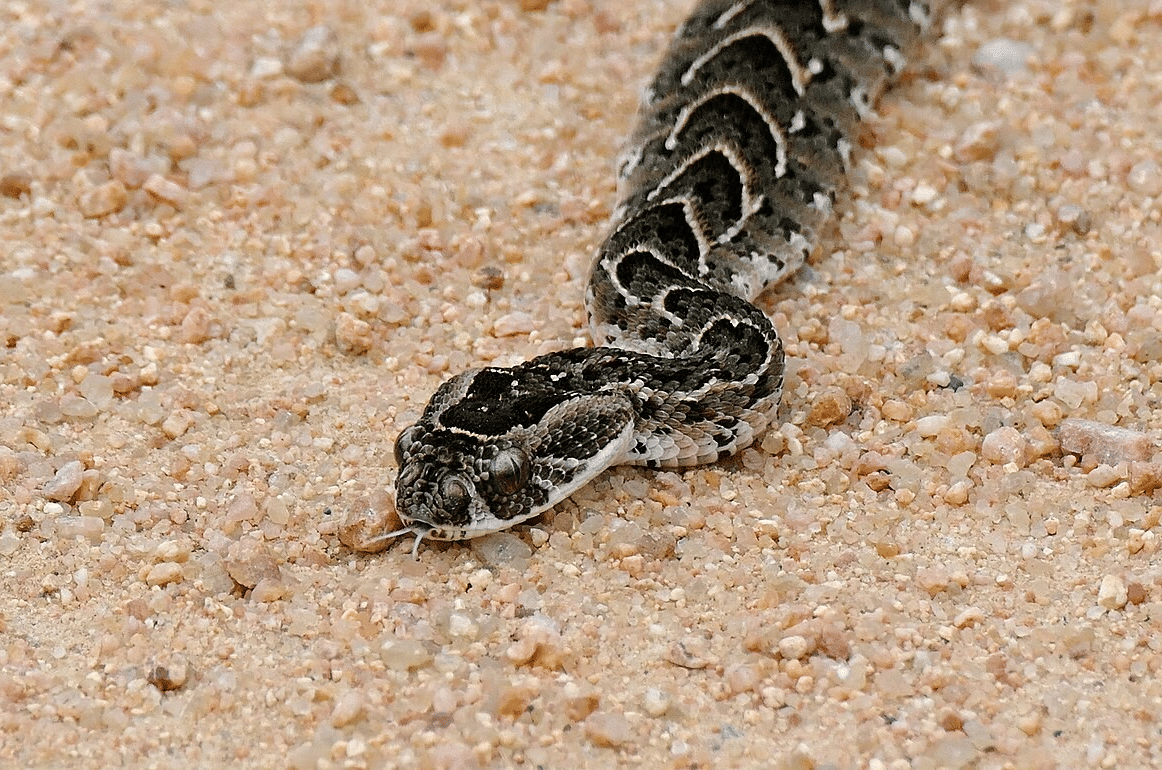 puff adder