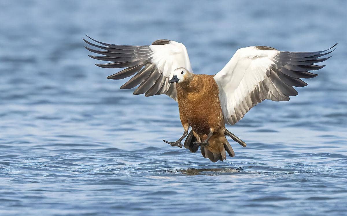 potret ruddy shelduck