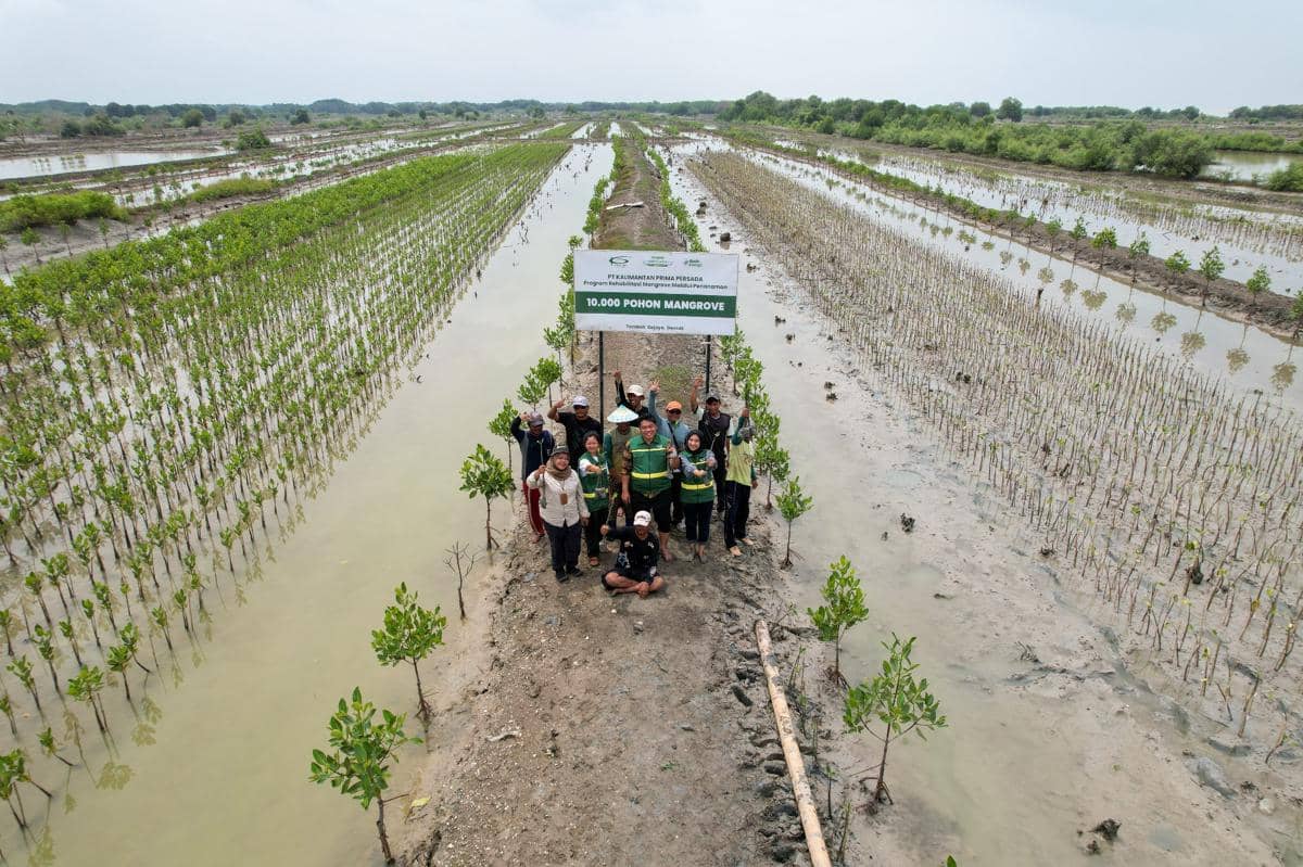 Penanaman 10.000 bibit mangrove dan penebaran 75.000 benih udang di kawasan Tambak Gojoyo, Desa Wedung, Kabupaten Demak, Jawa Tengah oleh PT Kalimantan Prima Persada (KPP Mining) berkolaborasi dengan IKAMaT (Yayasan Inspirasi Keluarga KeSEMaT) Mangrove Tag, serta masyarakat lokal yang tergabung dalam Kelompok Tani Onggojoyo Jaya. (Dok. IKAMaT)