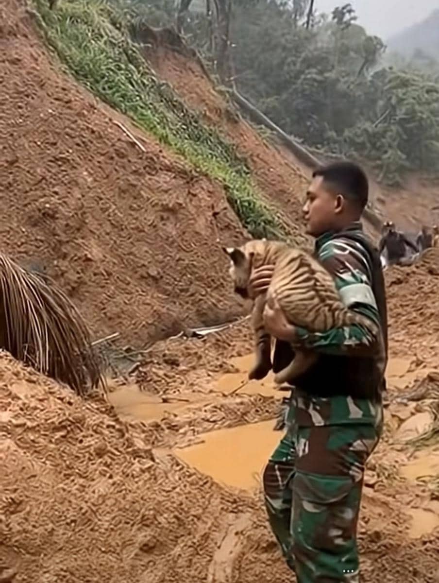 TNI, harimau Sumatra, banjir Sumatra
