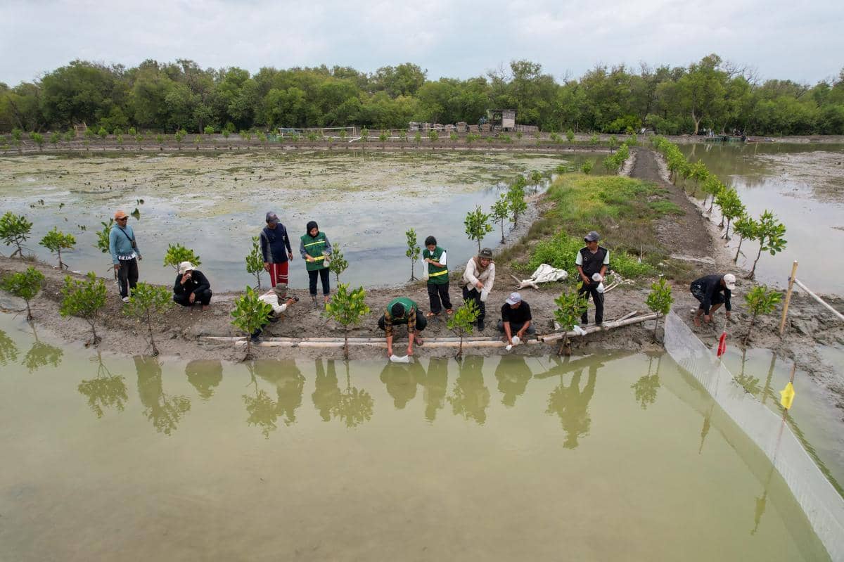 Penanaman 10.000 bibit mangrove dan penebaran 75.000 benih udang di kawasan Tambak Gojoyo, Desa Wedung, Kabupaten Demak, Jawa Tengah oleh PT Kalimantan Prima Persada (KPP Mining) berkolaborasi dengan IKAMaT (Yayasan Inspirasi Keluarga KeSEMaT) Mangrove Tag, serta masyarakat lokal yang tergabung dalam Kelompok Tani Onggojoyo Jaya. (Dok. IKAMaT)
