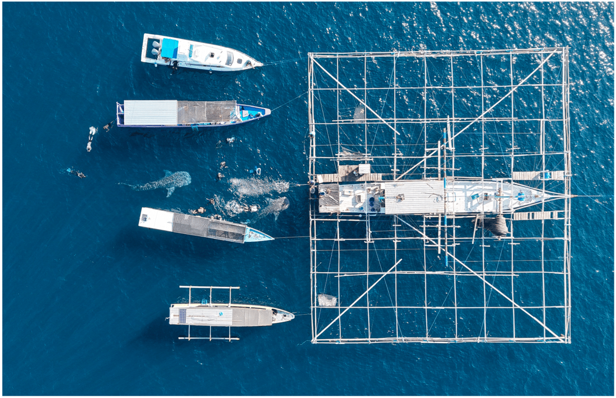 Penemuan bayi hiu paus oleh nelayan di sekitar bagan (alat tangkap tancap) tidak sengaja terjaring. (Dok. Elasmobranch Institute Indonesia/Edy Setyawan)