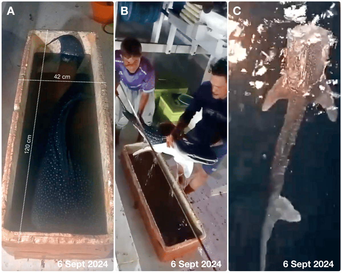 Bentuk dan ukuran bayi hiu paus dengan panjang 135--145 sentimeter yang tidak sengaja tertangkap nelayan dan kemudian dilepas. (Dok. Elasmobranch Institute Indonesia/Edy Setyawan)