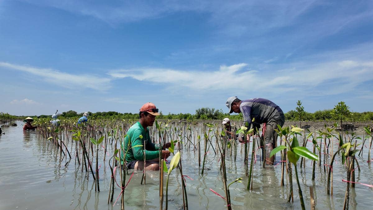 Penanaman 10.000 bibit mangrove dan penebaran 75.000 benih udang di kawasan Tambak Gojoyo, Desa Wedung, Kabupaten Demak, Jawa Tengah oleh PT Kalimantan Prima Persada (KPP Mining) berkolaborasi dengan IKAMaT (Yayasan Inspirasi Keluarga KeSEMaT) Mangrove Tag, serta masyarakat lokal yang tergabung dalam Kelompok Tani Onggojoyo Jaya. (Dok. IKAMaT)