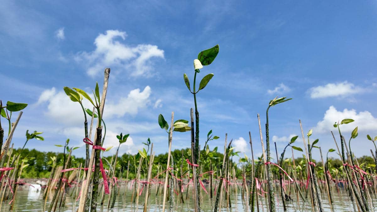 Penanaman 10.000 bibit mangrove dan penebaran 75.000 benih udang di kawasan Tambak Gojoyo, Desa Wedung, Kabupaten Demak, Jawa Tengah oleh PT Kalimantan Prima Persada (KPP Mining) berkolaborasi dengan IKAMaT (Yayasan Inspirasi Keluarga KeSEMaT) Mangrove Tag, serta masyarakat lokal yang tergabung dalam Kelompok Tani Onggojoyo Jaya. (Dok. IKAMaT)
