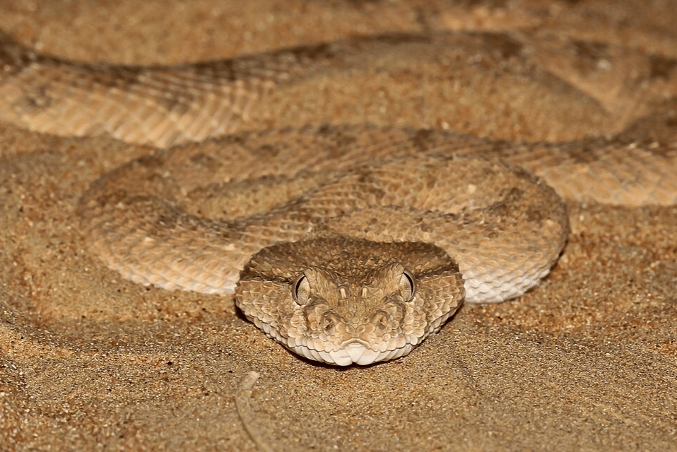 viper bertanduk arab