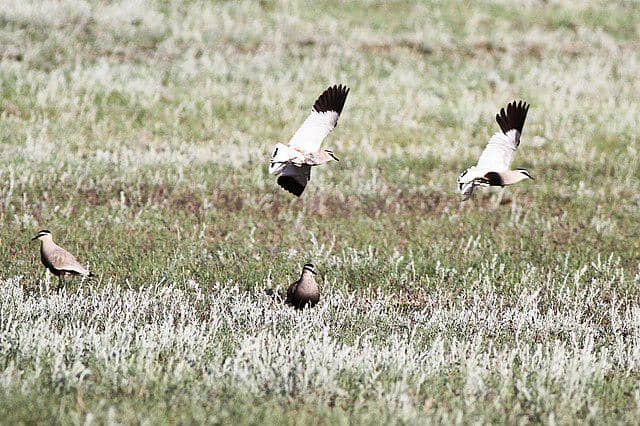 potret burung sociable lapwing