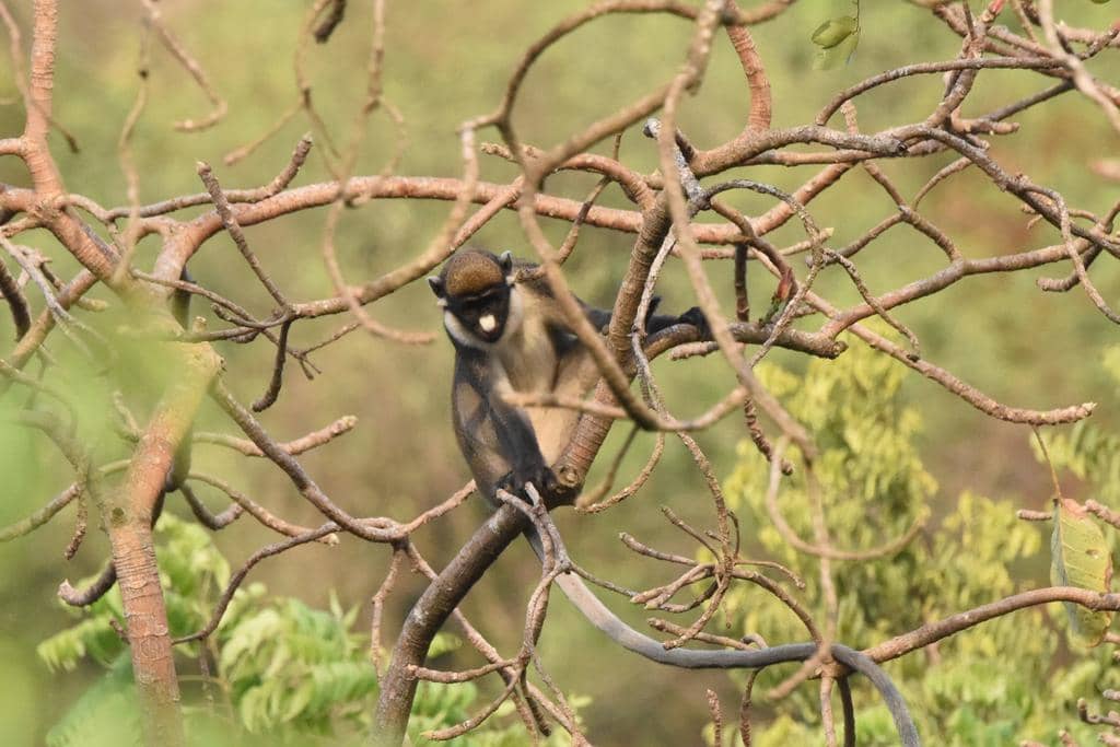 foto Cercopithecus petaurista
