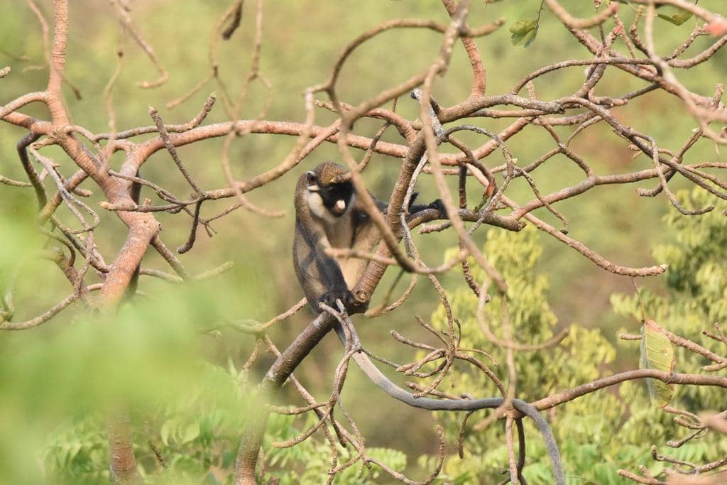 foto Cercopithecus petaurista