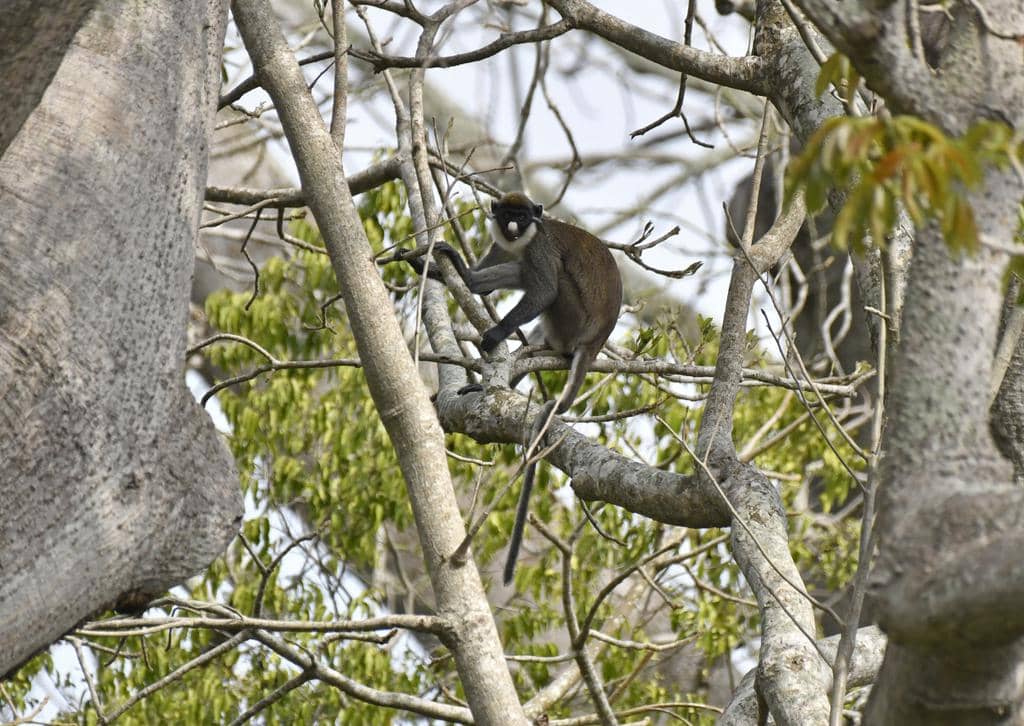 foto Cercopithecus petaurista