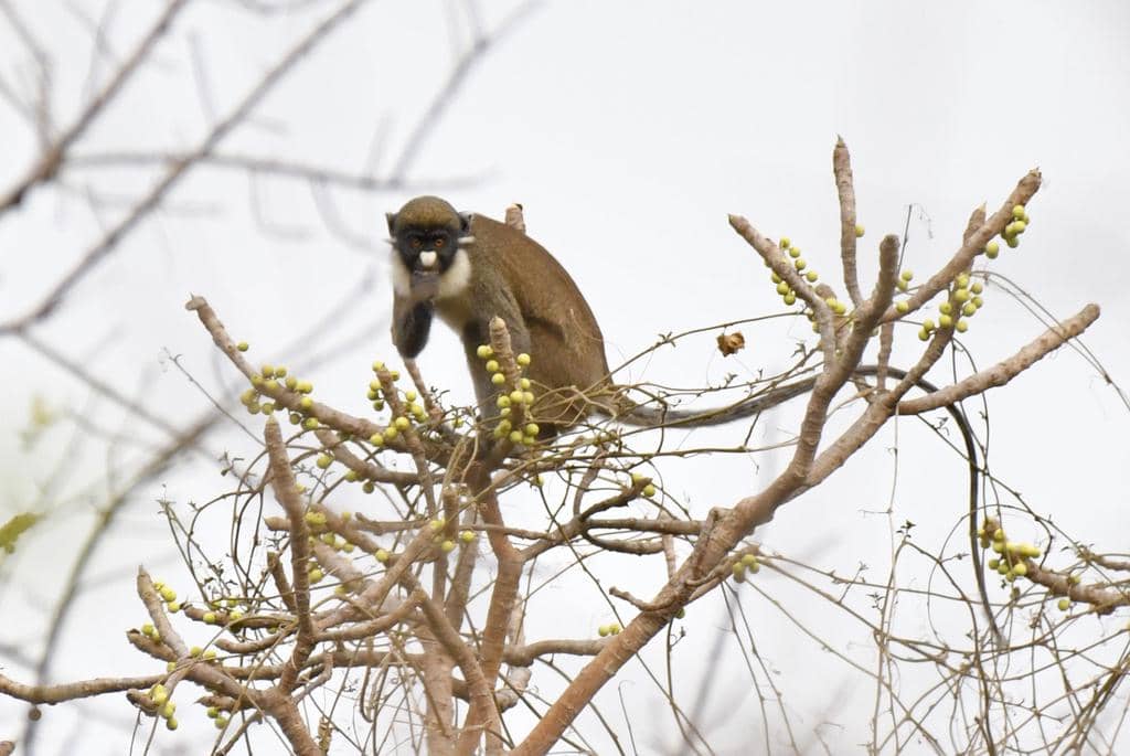 foto Cercopithecus petaurista