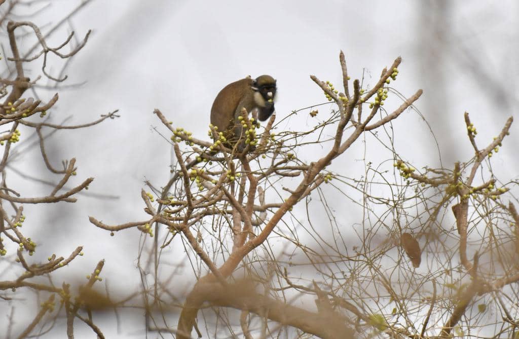 foto Cercopithecus petaurista