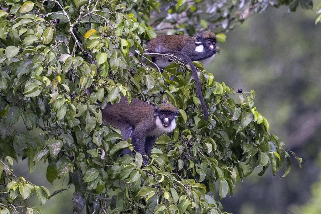 foto Cercopithecus petaurista