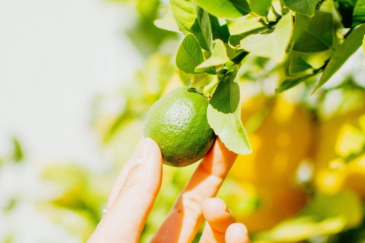 Seseorang memetik jeruk nipis.