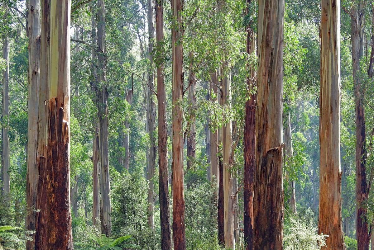 ilustrasi pohon eukaliptus