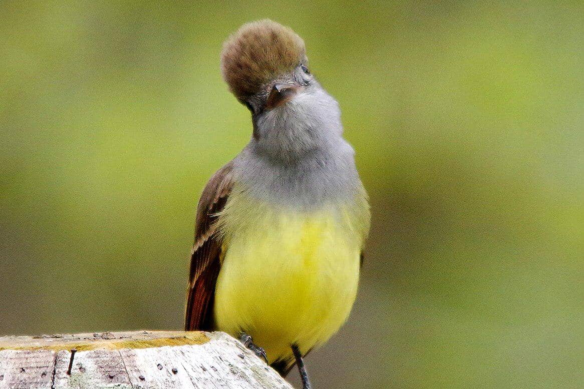 sikatan jambul besar bertengger