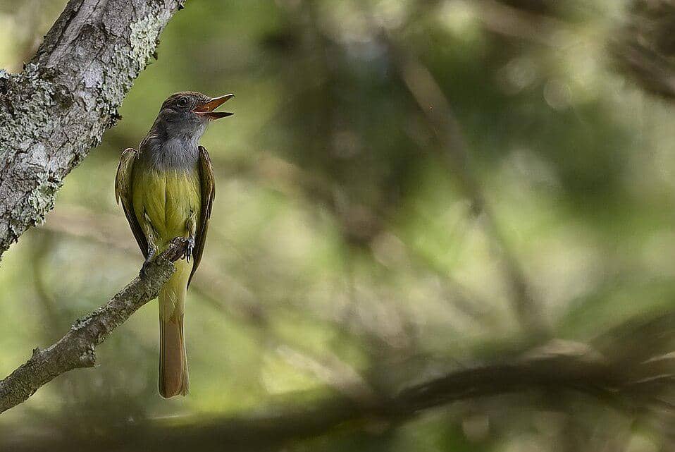 sikatan jambul besar berkicau