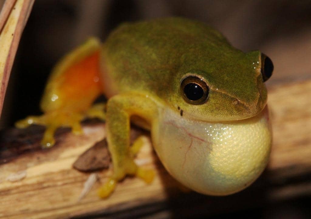 foto Hyperolius tuberilinguis 