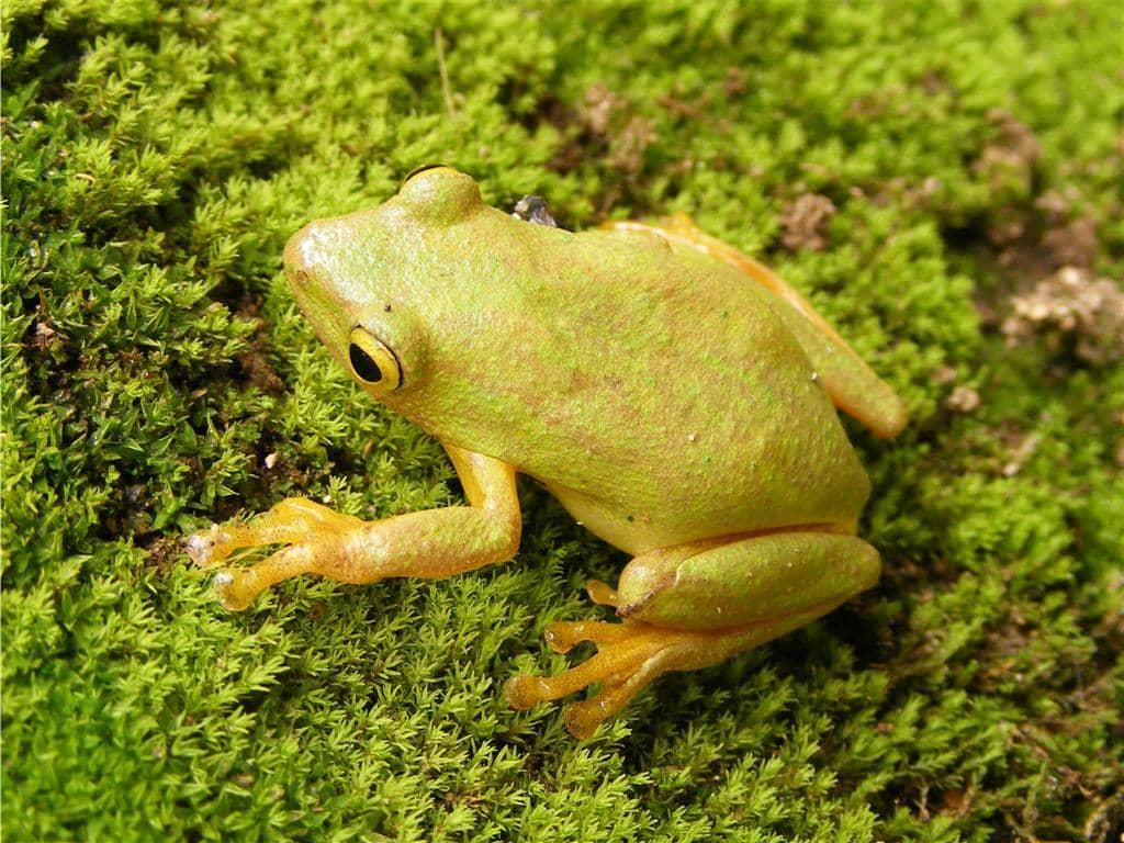 foto Hyperolius tuberilinguis