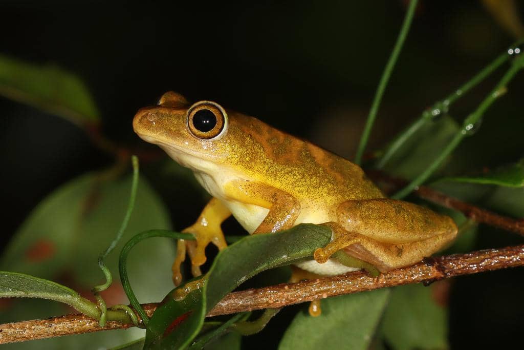 foto Hyperolius tuberilinguis