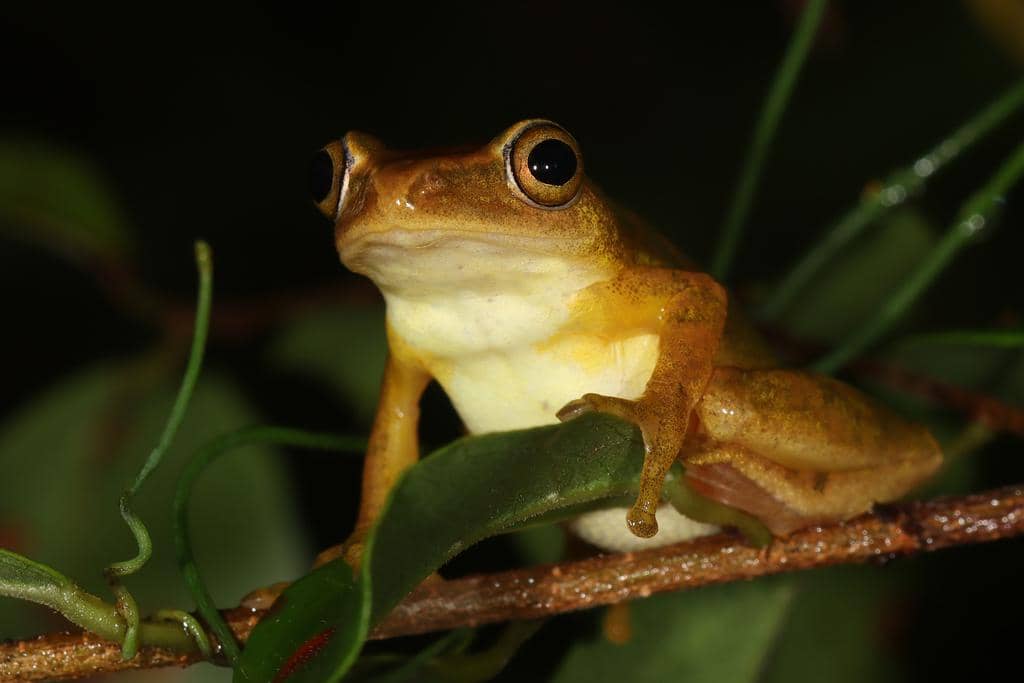 foto Hyperolius tuberilinguis