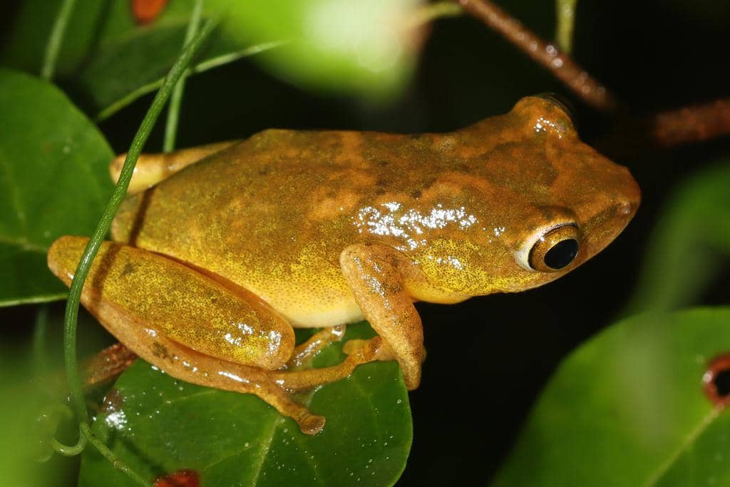 foto Hyperolius tuberilinguis 