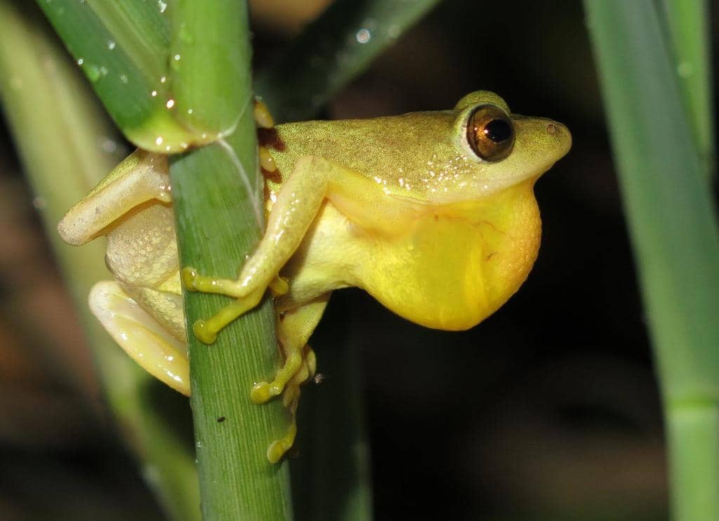 foto Hyperolius tuberilinguis