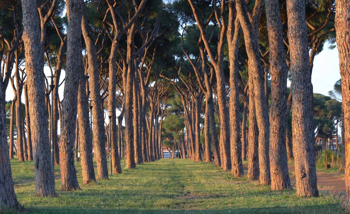 ilustrasi pohon eukaliptus