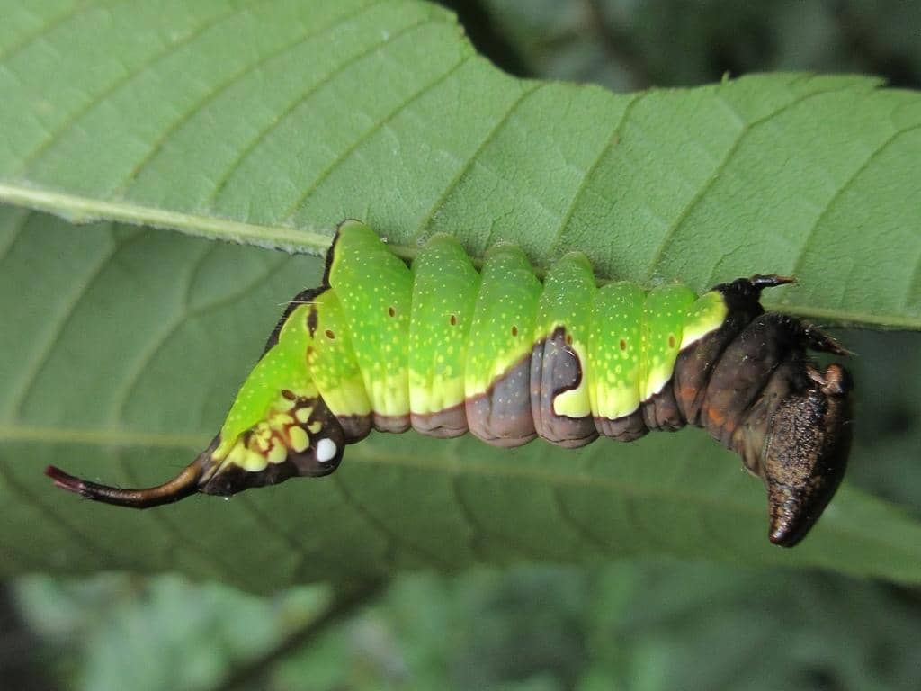 Uropyia meticulodina