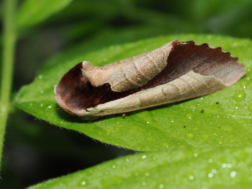 Uropyia meticulodina