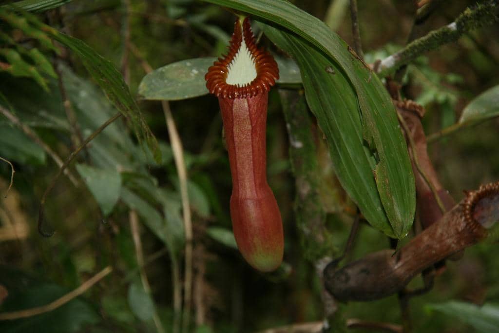 foto Nepenthes edwardsiana 