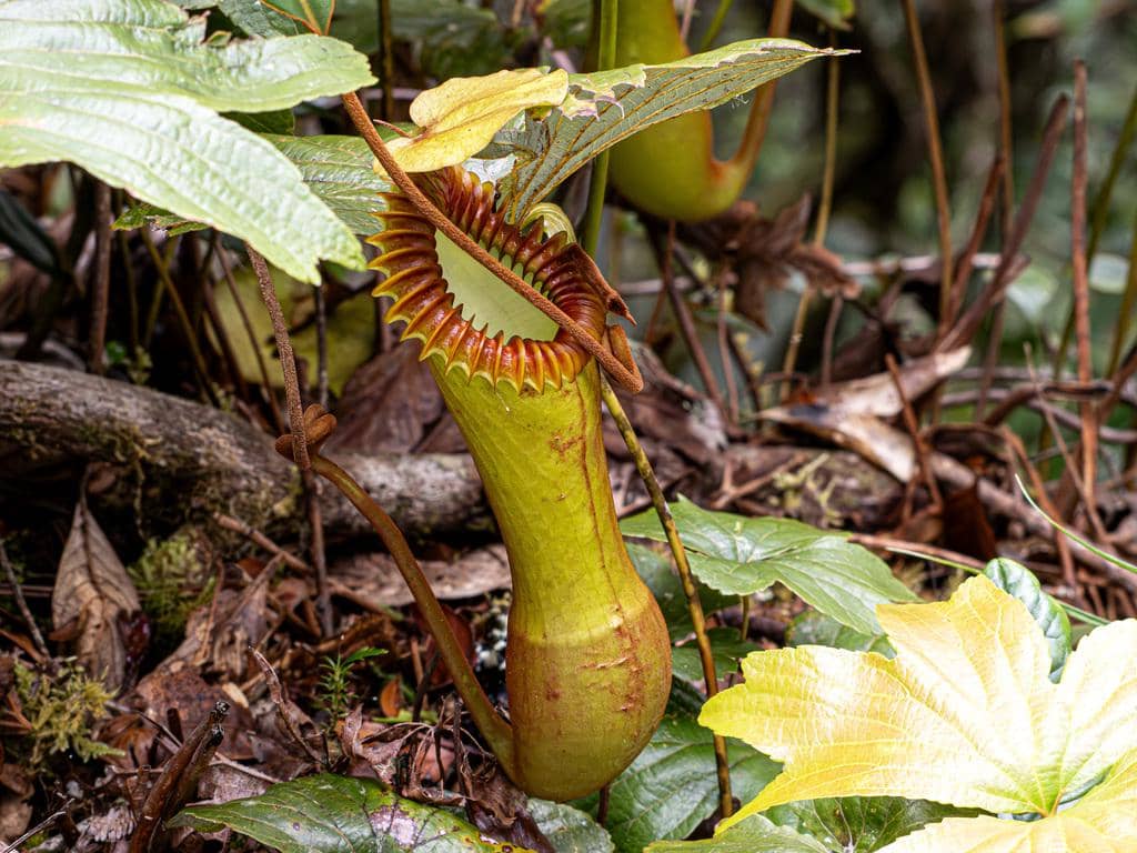 foto Nepenthes edwardsiana