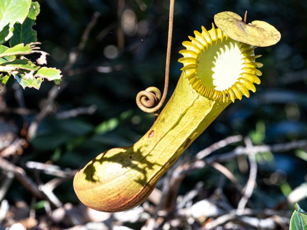 foto Nepenthes edwardsiana