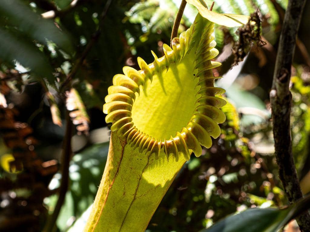 foto Nepenthes edwardsiana 