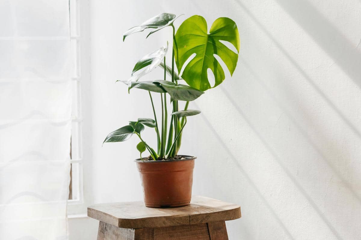 ilustrasi tanaman monstera