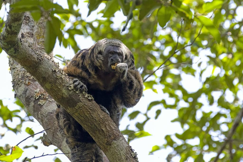 foto Pithecia mittermeieri