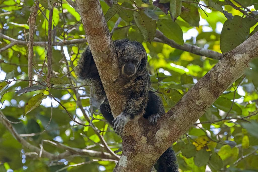 foto Pithecia mittermeieri