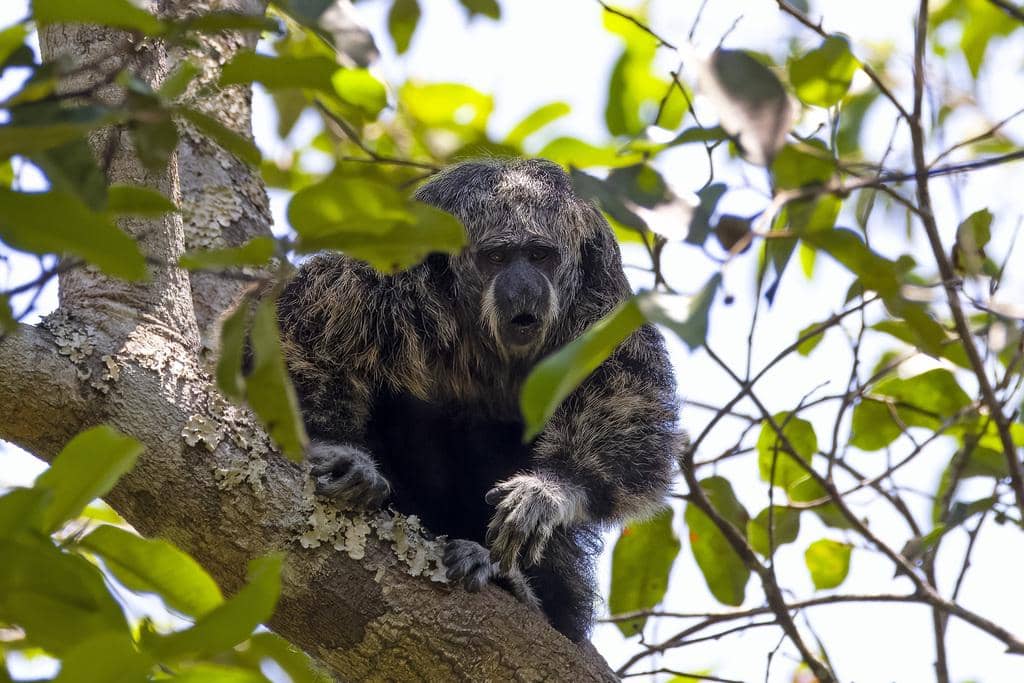 foto Pithecia mittermeieri