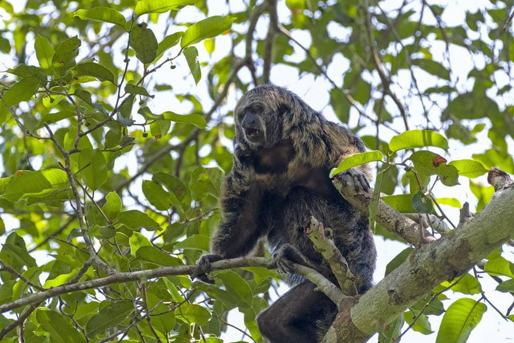 foto Pithecia mittermeieri 