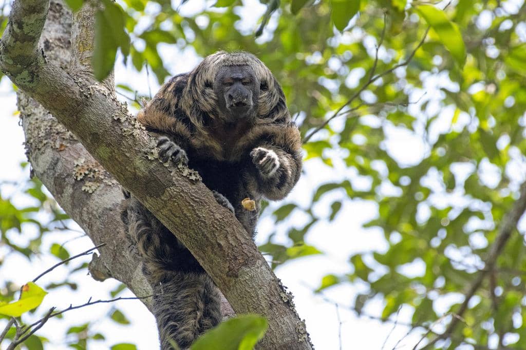 foto Pithecia mittermeieri