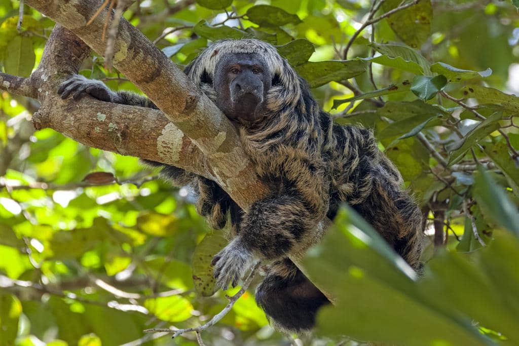 foto Pithecia mittermeieri