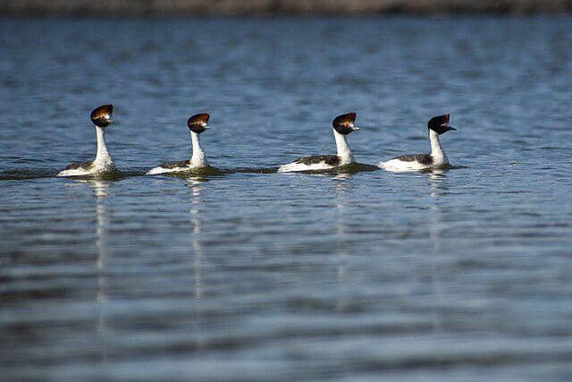 potret burung hooded grebe