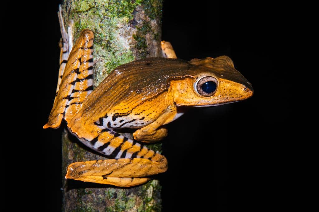 foto Polypedates otilophus 