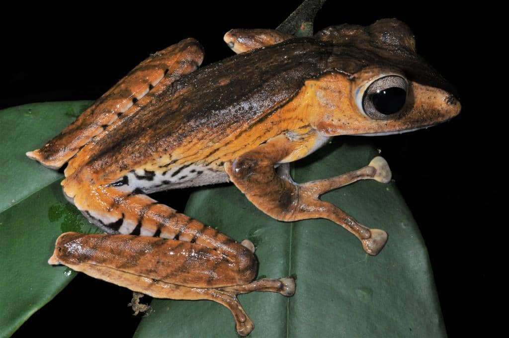 foto Polypedates otilophus