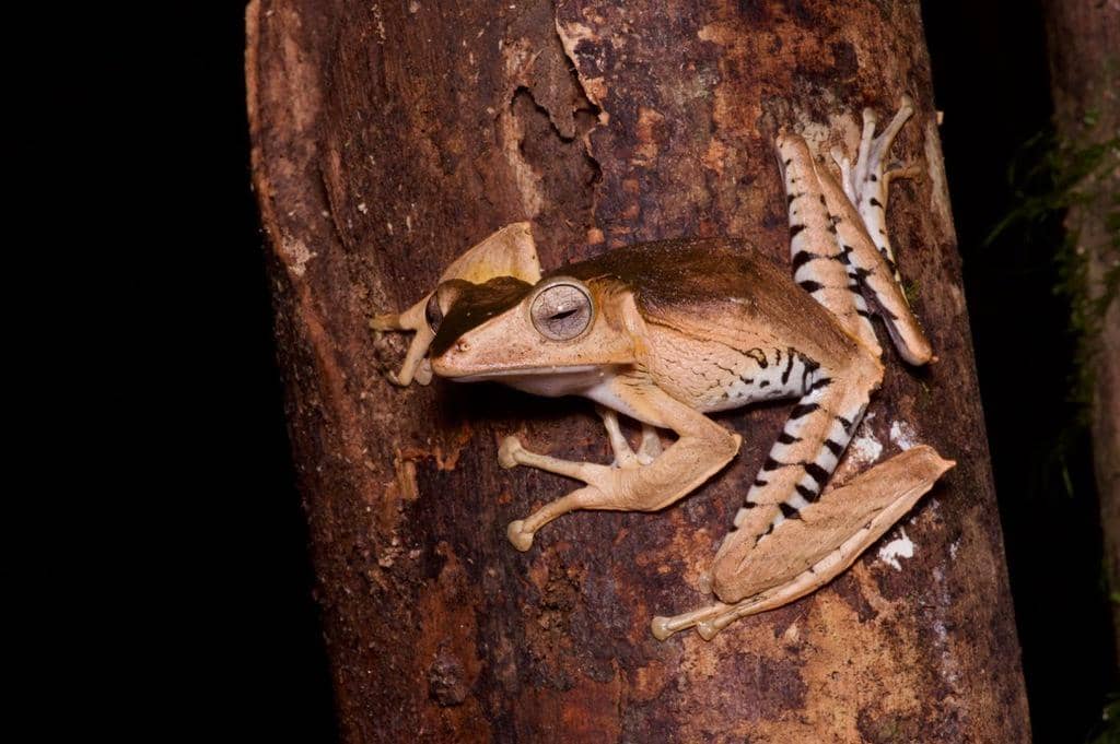 foto Polypedates otilophus